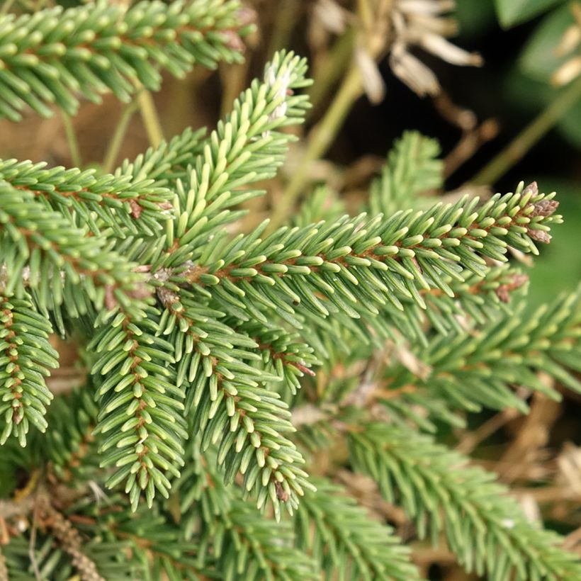 Picea orientalis Summergold - Caucasian Spruce (Foliage)