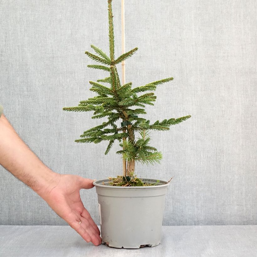 Picea orientalis Summergold - Caucasian Spruce 3L/4L pot sample as delivered in summer