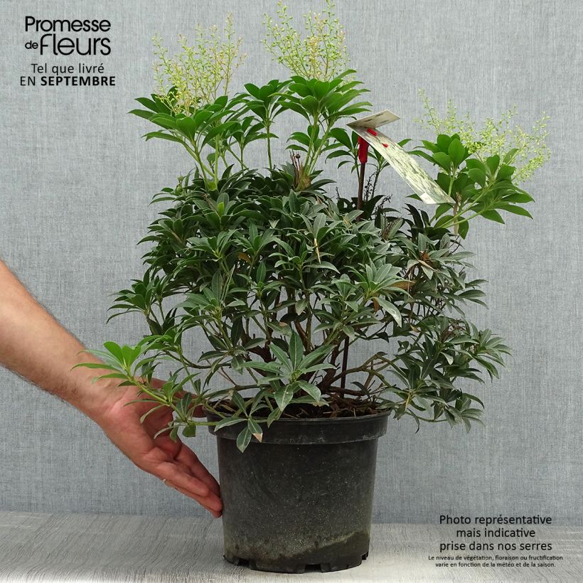 Pieris japonica Debutante - Japanese Andromeda 4L/5L pot sample as delivered in autumn
