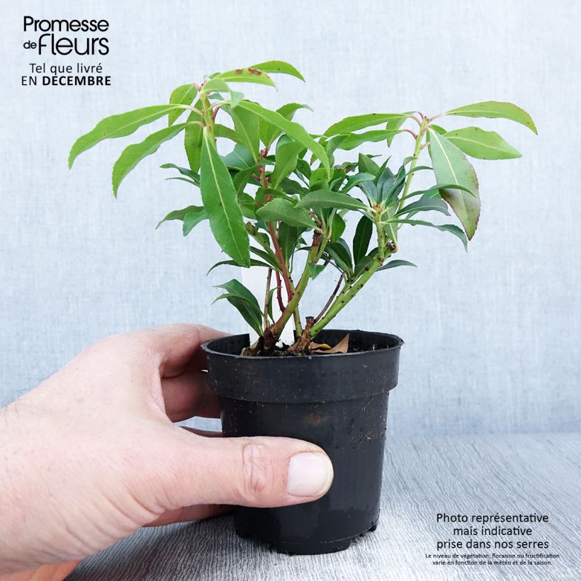 Japanese Andromeda - Pieris japonica Forest Flame 8/9 cm pot sample as delivered in autumn