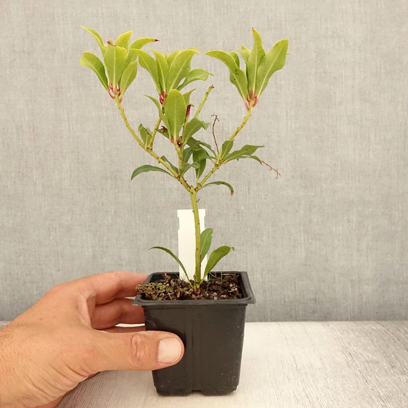 Japanese Andromeda - Pieris japonica Forest Flame 8/9 cm pot sample as delivered in summer