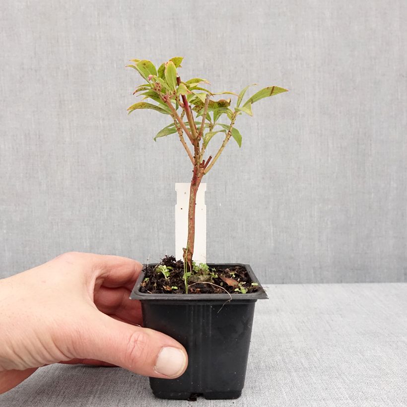 Japanese Andromeda - Pieris japonica Forest Flame 8/9 cm pot sample as delivered in winter