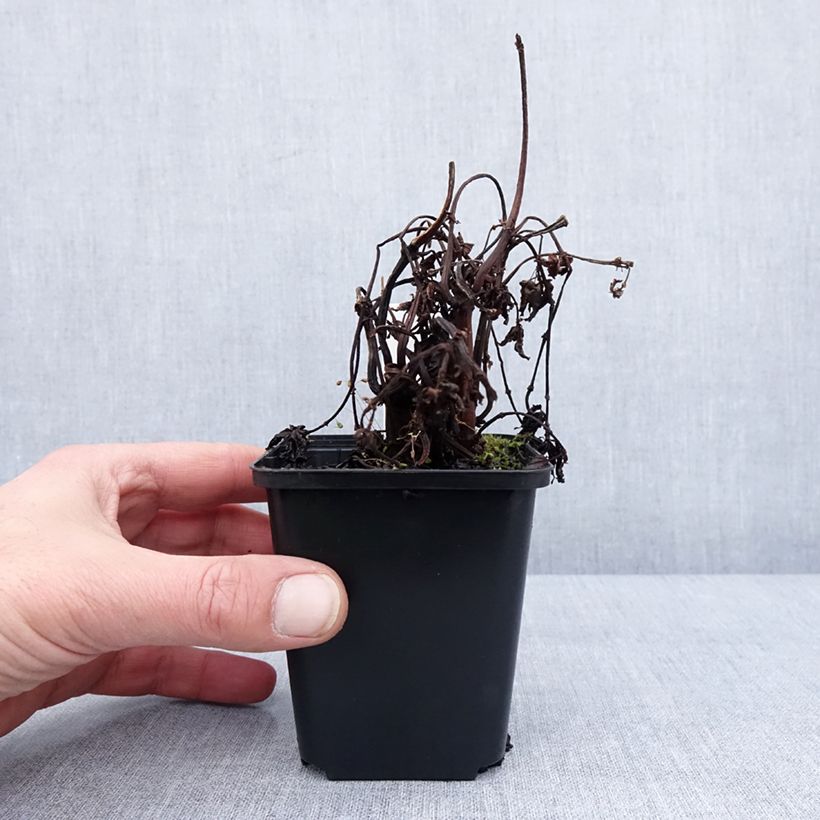 Pilea matsudai Taiwan Silver 8/9 cm pot sample as delivered in winter