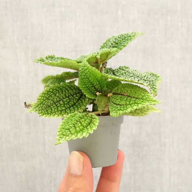 Pilea ovalis Moon Valley Mini-plante sample as delivered in autumn