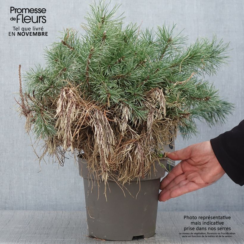 Pinus mugo subsp. uncinata - Dwarf Mountain Pine Each sample as delivered in autumn
