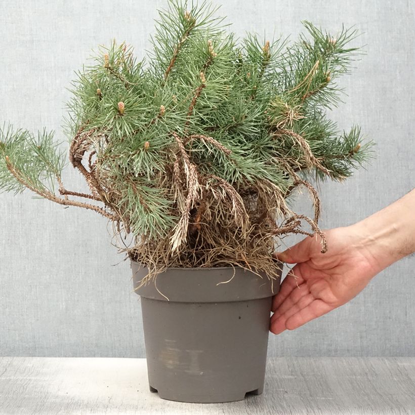 Pinus mugo subsp. uncinata - Dwarf Mountain Pine Each sample as delivered in spring