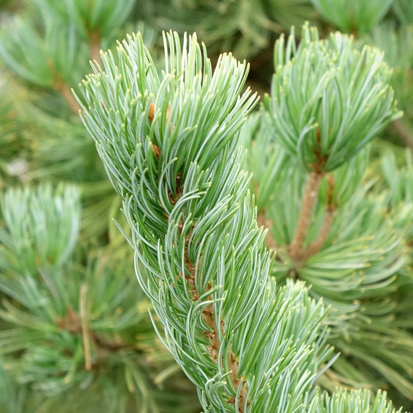 Pinus parviflora Iribune - Japanese white pine (Foliage)
