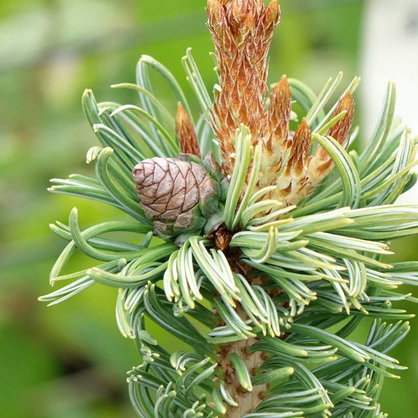 Pinus parviflora Iribune - Japanese white pine (Harvest)
