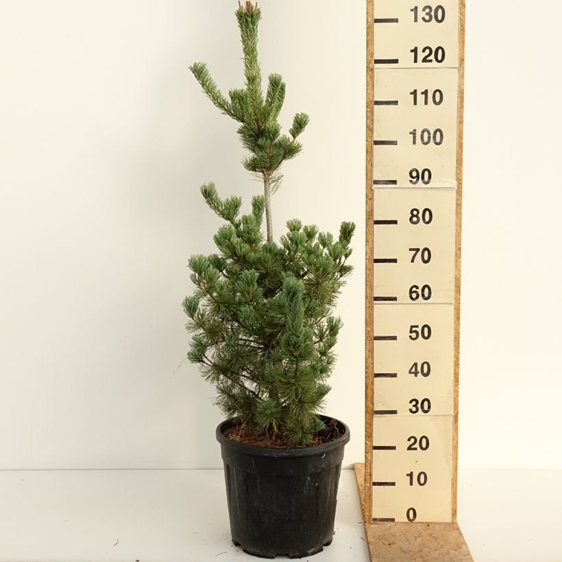 Pinus parviflora Iribune - Japanese white pine 18L/20L pot sample as delivered in summer
