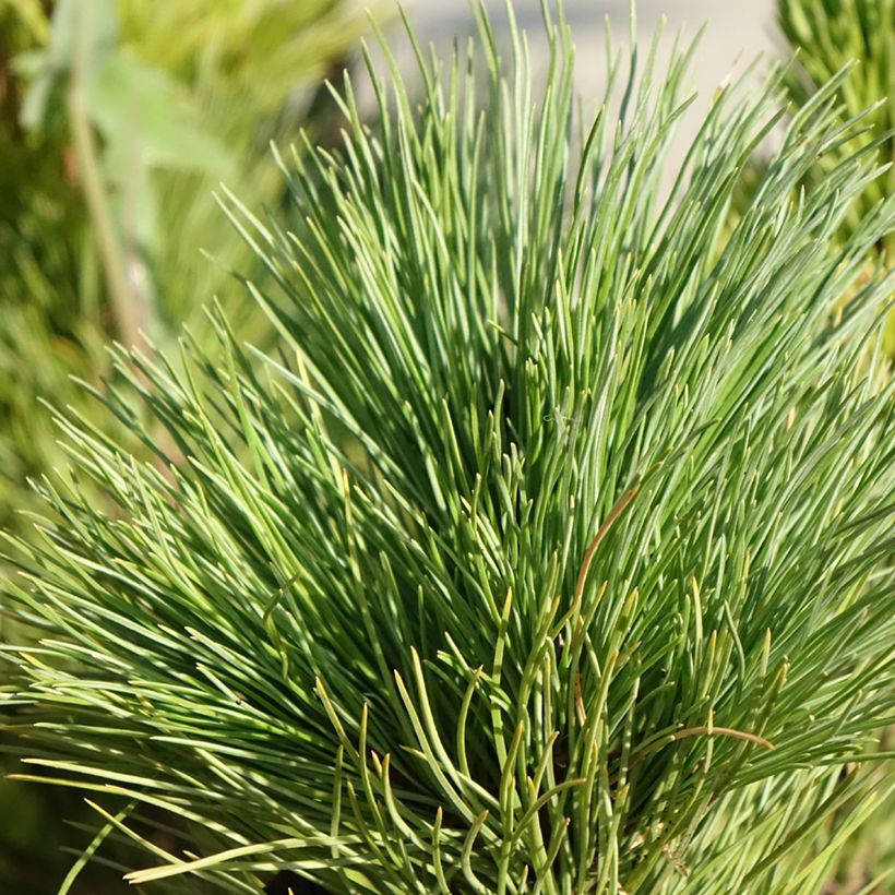 Pinus cembra -  Swiss stone pine (Foliage)