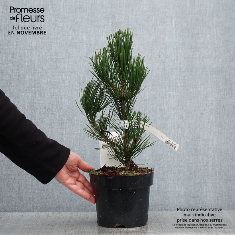 Pinus leucodermis Compact Gem 2L/3L pot sample as delivered in autumn