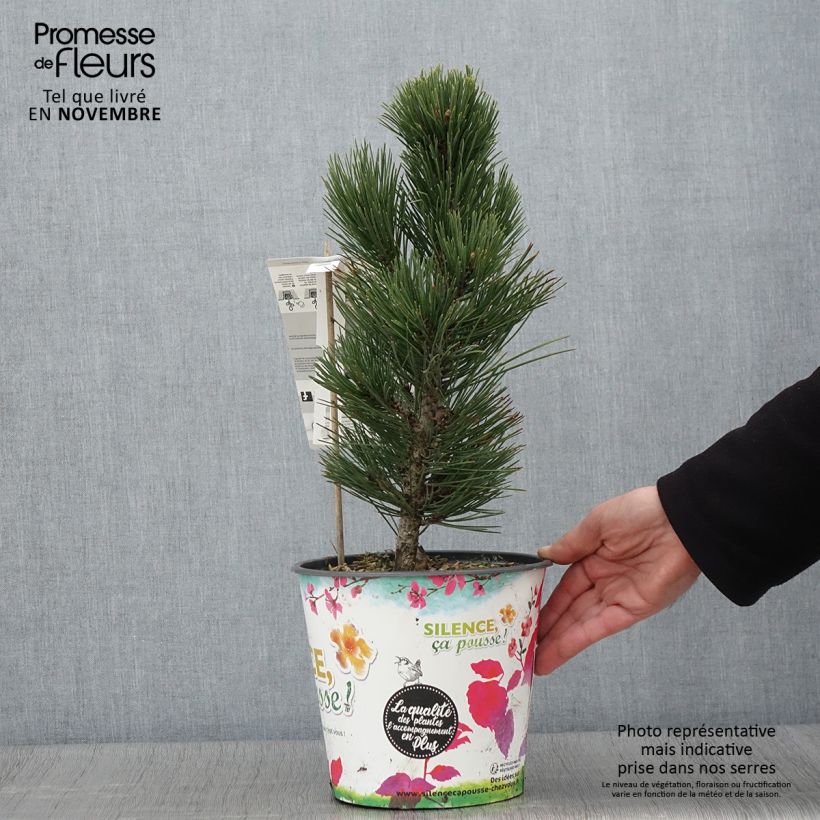Pinus leucodermis Compact Gem 4L/5L pot sample as delivered in autumn