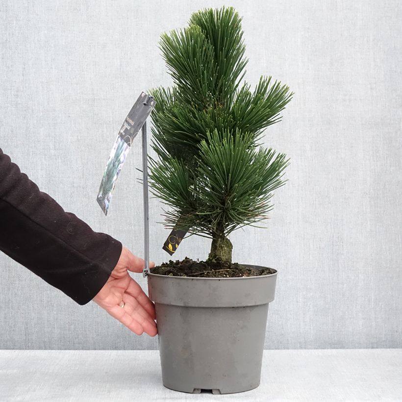 Pinus heldreichii Little Dracula - Bosnian Pine 4L/5L pot sample as delivered in spring