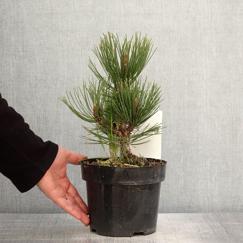 Pinus heldreichii Malinkii - Bosnian Pine 2L/3L pot sample as delivered in spring