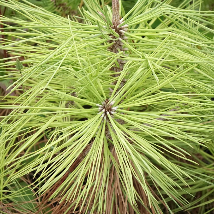Pinus jeffreyi - Jeffrey's pine (Foliage)