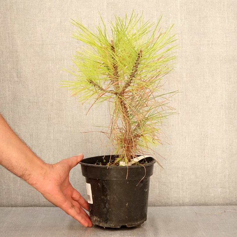 Pinus jeffreyi - Jeffrey's pine 3L/4L pot sample as delivered in summer
