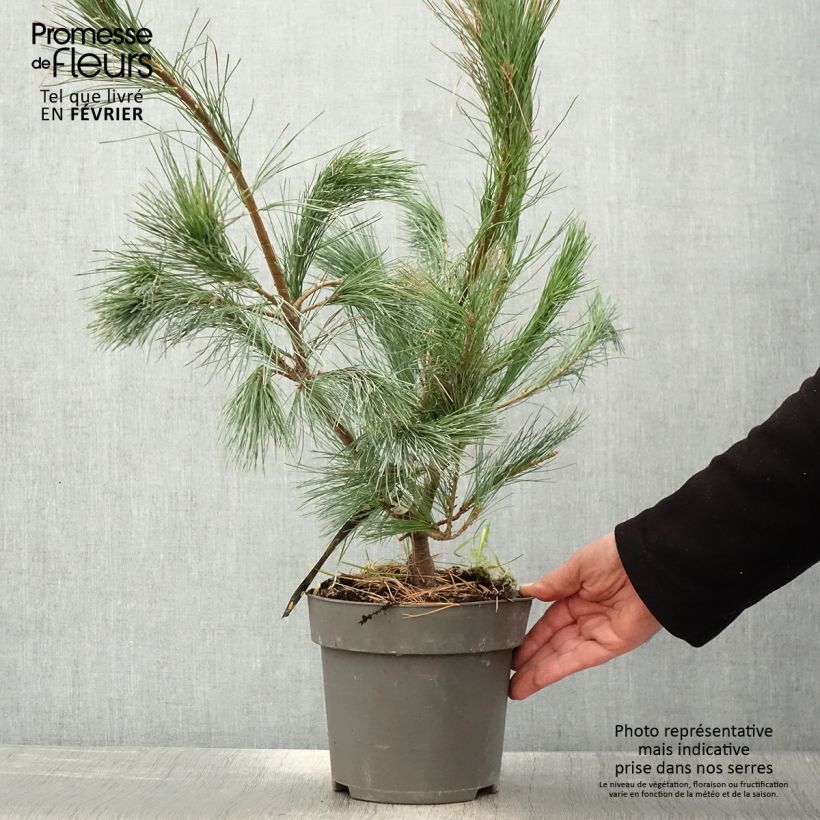 Pinus wallichiana Densa Hill - Bhutan Pine 3L/4L pot sample as delivered in winter
