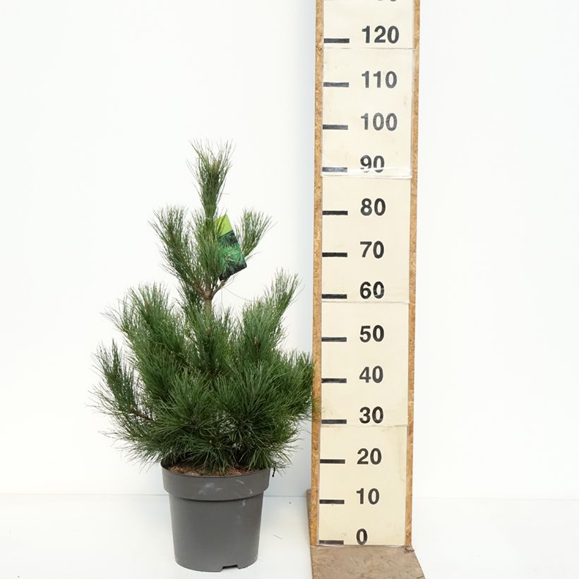 Pinus peuce - Macedonian Pine 7.5L/10L pot sample as delivered in spring
