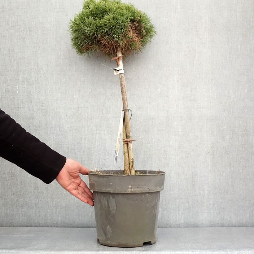 Pinus mugo Allgäu - Dwarf Mountain Pine 4L/5L pot sample as delivered in winter