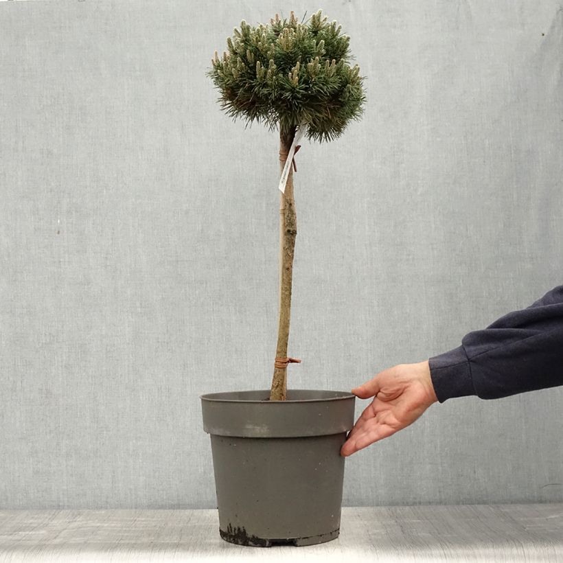 Pinus mugo Allgäu - Dwarf Mountain Pine 4L/5L pot, Standard sample as delivered in spring