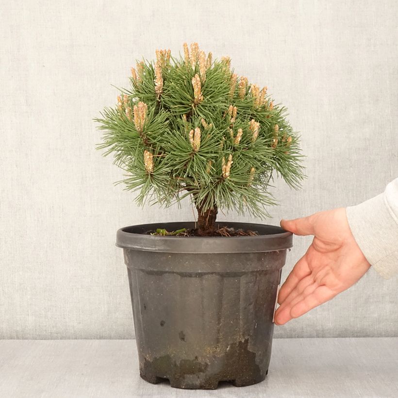 Pinus mugo Benjamin - Dwarf Mountain Pine 2L/3L pot sample as delivered in spring