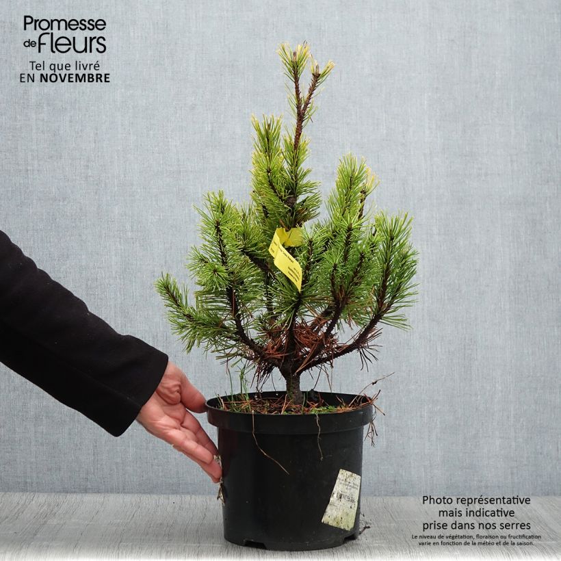 Pinus mugo Carstens Wintergold - Dwarf Mountain Pine 4L/5L pot sample as delivered in autumn
