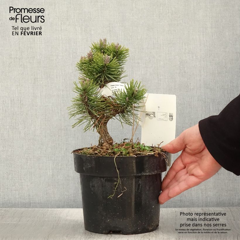 Pinus mugo Gnom - Dwarf Mountain Pine 2L/3L pot sample as delivered in winter
