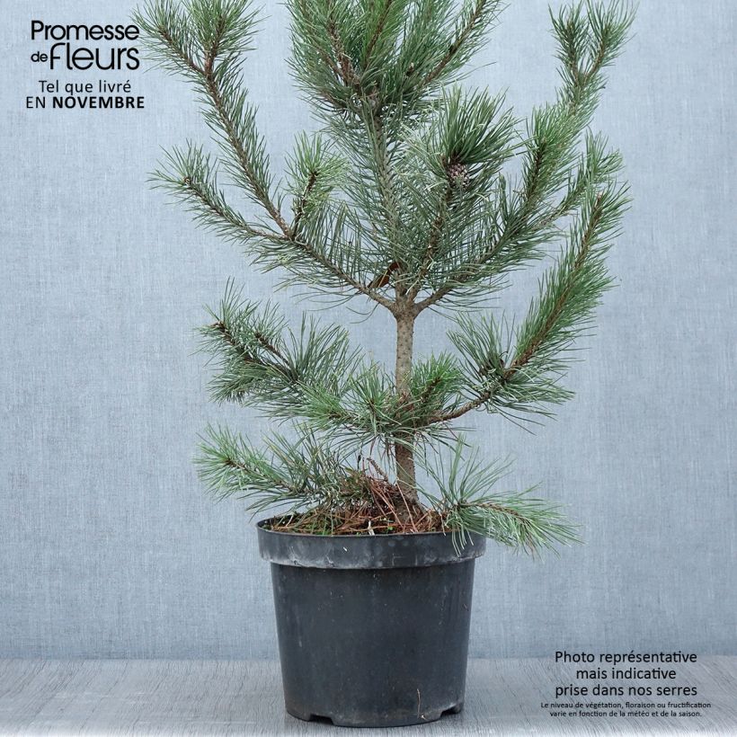 Pinus mugo Gnom - Dwarf Mountain Pine 7.5L/10L pot sample as delivered in autumn