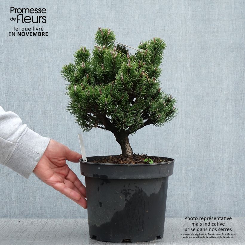 Pinus mugo Lilliput - Dwarf Mountain Pine 4L/5L pot sample as delivered in autumn