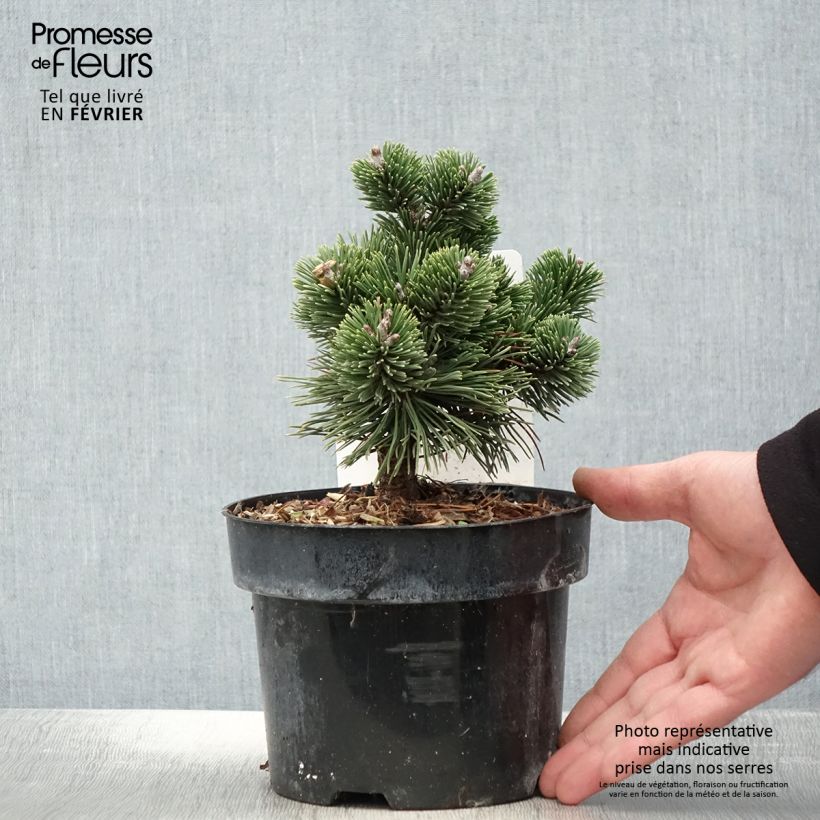Pinus mugo Sherwood Compact - Dwarf Mountain Pine 2L/3L pot sample as delivered in winter