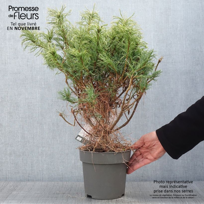 Pinus strobus Green Twist - Eastern White Pine 2L/3L pot sample as delivered in autumn