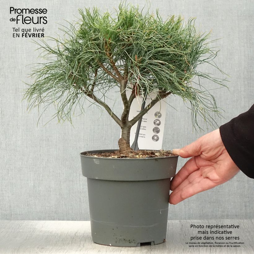 Pinus strobus Green Twist - Eastern White Pine 2L/3L pot sample as delivered in winter
