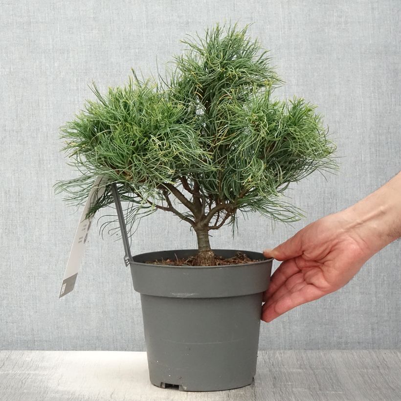 Pinus strobus Green Twist - Eastern White Pine 2L/3L pot sample as delivered in spring