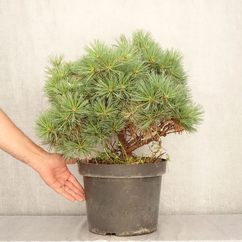 Dwarf Weymouth Pine - Pinus strobus Minuta 7.5L/10L pot sample as delivered in summer