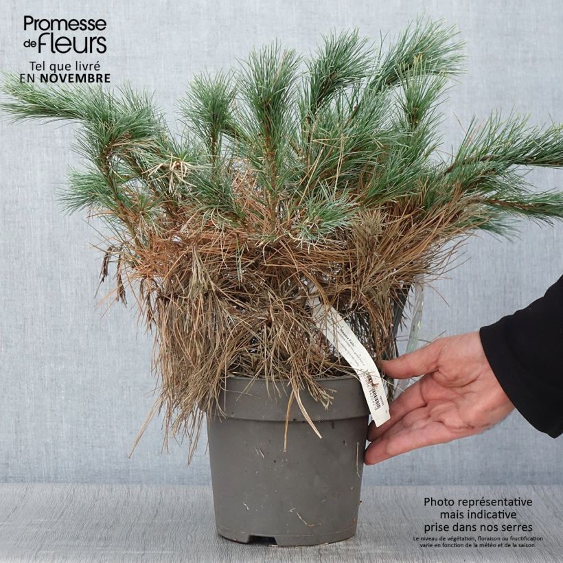 Pinus strobus Niagara Falls - Eastern White Pine 3L/4L pot sample as delivered in autumn