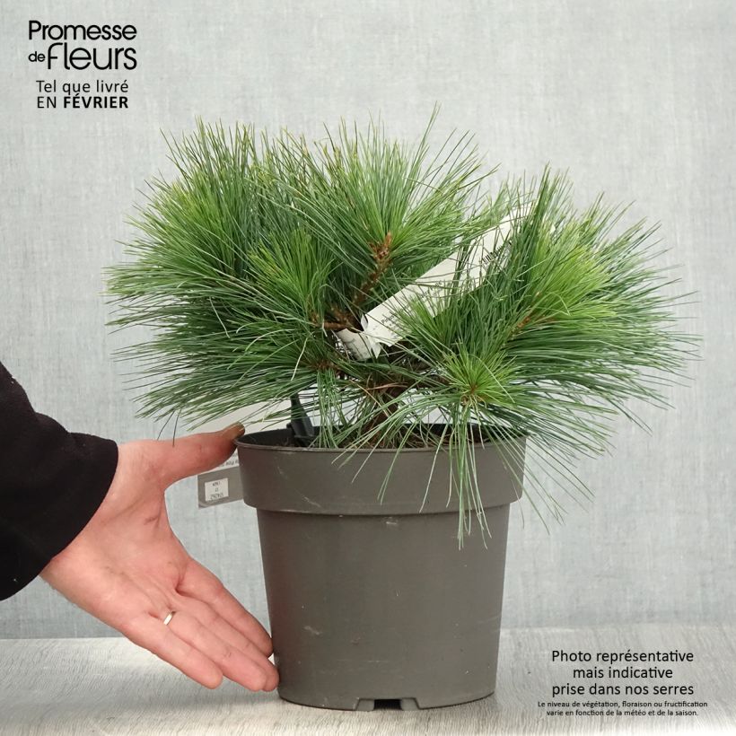 Pinus strobus Niagara Falls - Eastern White Pine 3L/4L pot sample as delivered in winter