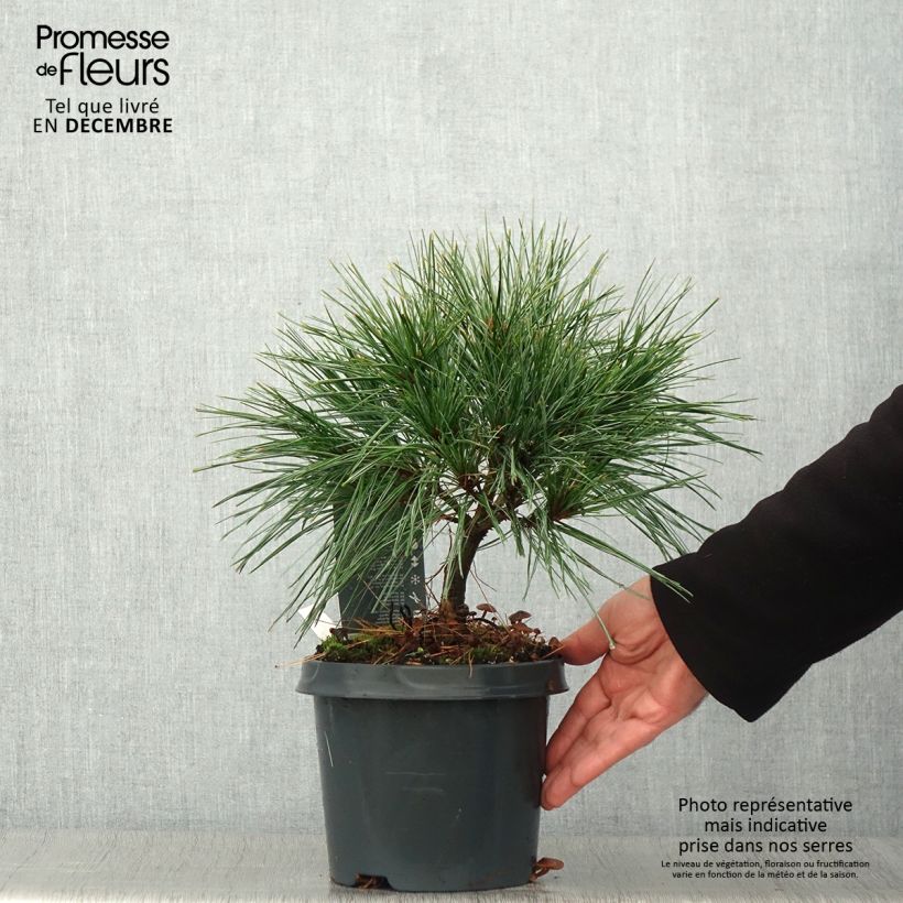 Pinus strobus Radiata - Eastern White Pine 3L/4L pot sample as delivered in autumn
