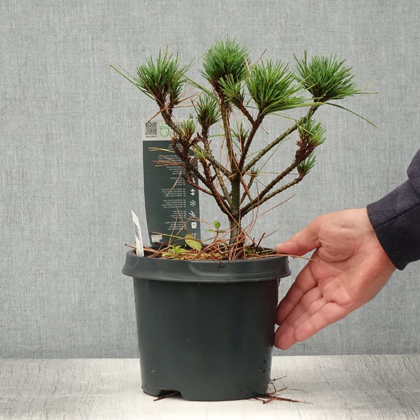 Pinus strobus Radiata - Eastern White Pine 3L/4L pot sample as delivered in summer