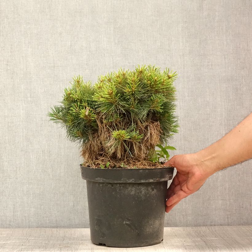 Pinus strobus Ontario - Eastern White Pine 7.5L/10L pot, Standard sample as delivered in summer