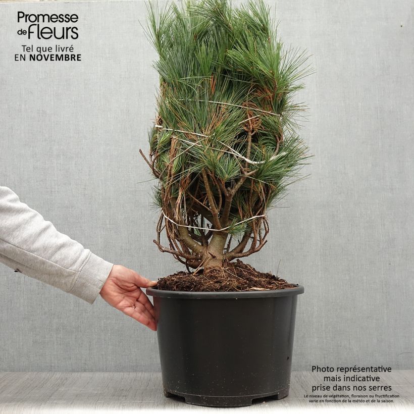 Pinus strobus Secrest - Eastern White Pine Each sample as delivered in autumn