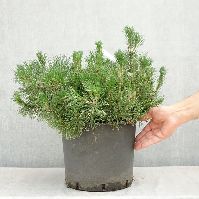 Pinus mugo subsp. mugo - Dwarf Mountain Pine 7.5L/10L pot sample as delivered in spring