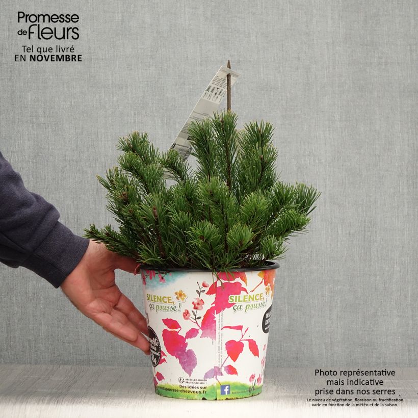 Pinus mugo subsp. mugo - Dwarf Mountain Pine 4L/5L pot sample as delivered in autumn