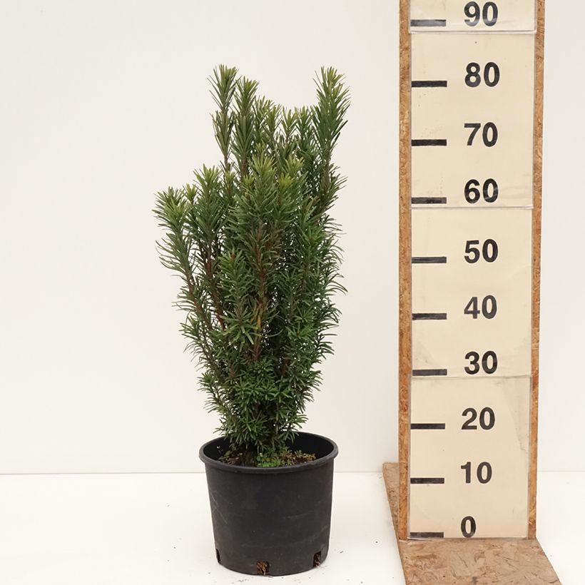 Cephalotaxus harringtonia Fastigiata 7.5L/10L pot sample as delivered in winter