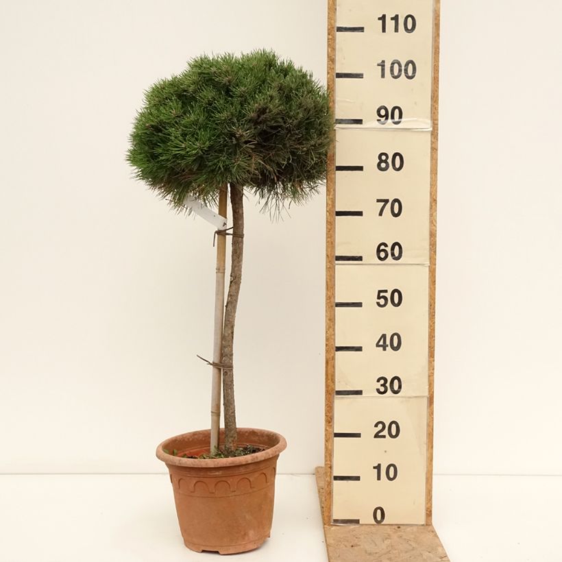 Black pine - Pinus nigra Marie Brégeon 7.5L/10L pot sample as delivered in summer