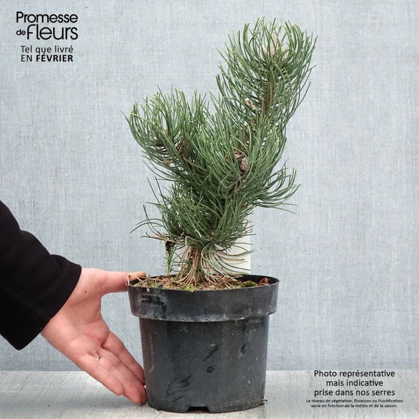 Black pine - Pinus nigra Oregon Green 2L/3L pot sample as delivered in winter