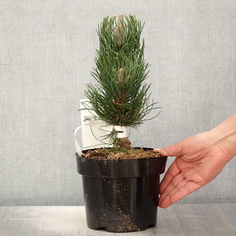 Black pine - Pinus nigra Oregon Green 2L/3L pot sample as delivered in spring