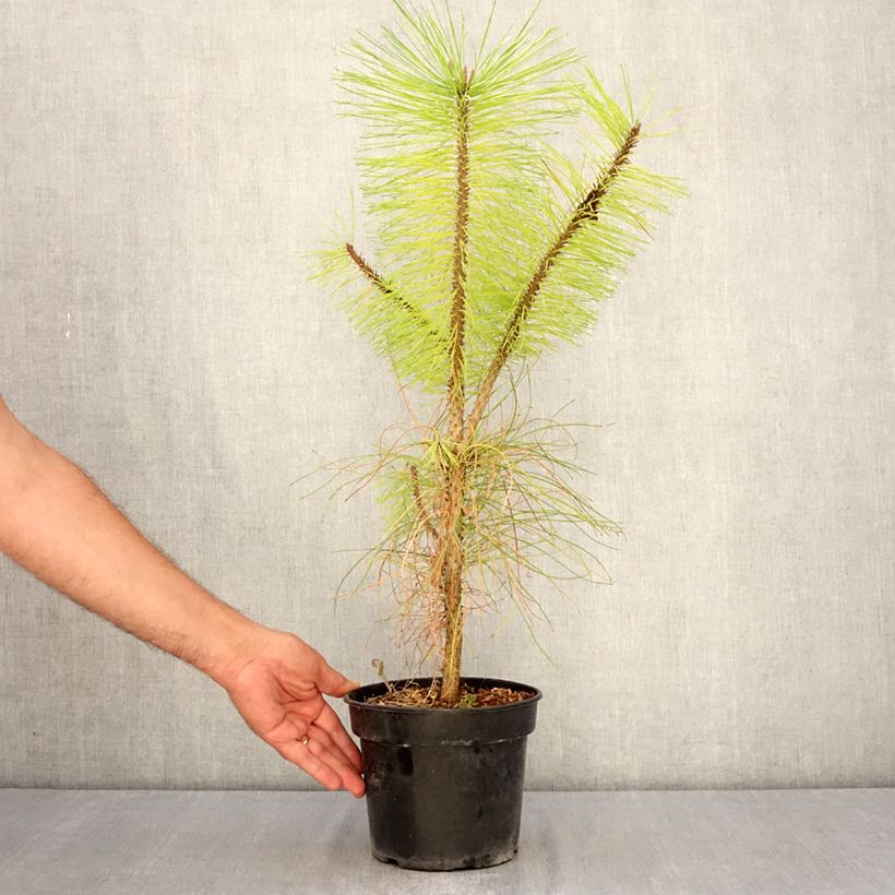 Ponderosa pine - Pinus ponderosa 3L/4L pot sample as delivered in summer