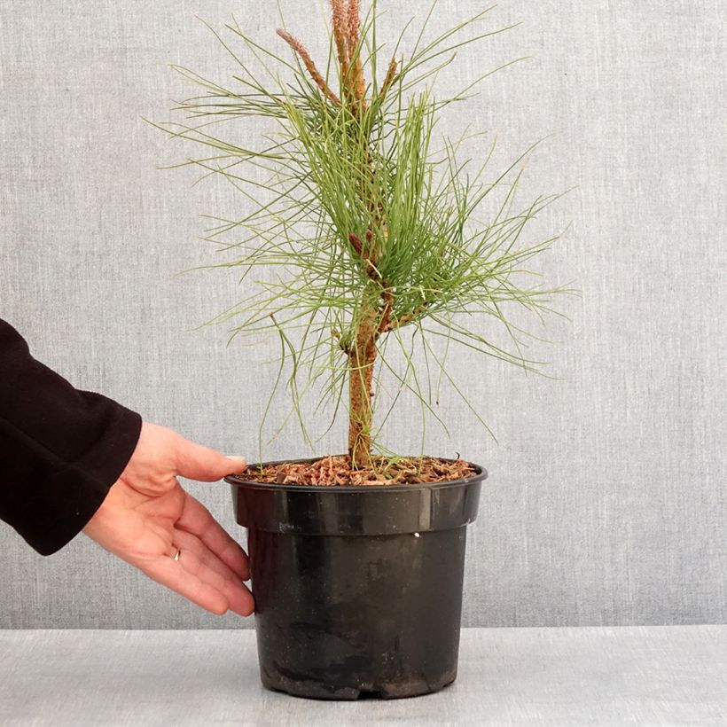 Ponderosa pine - Pinus ponderosa 3L/4L pot sample as delivered in winter