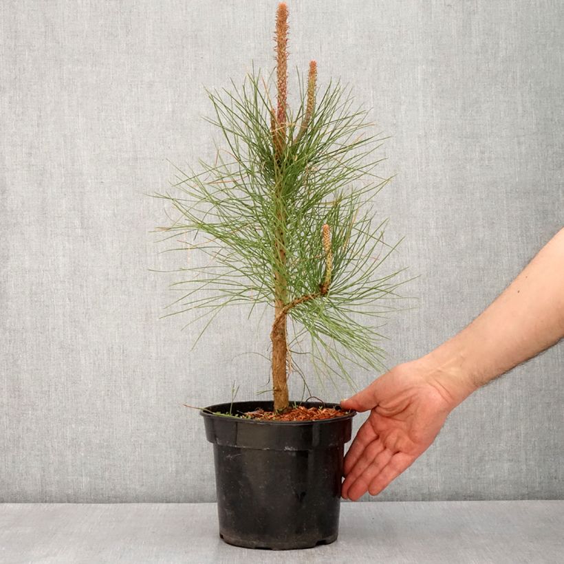 Ponderosa pine - Pinus ponderosa 3L/4L pot sample as delivered in spring