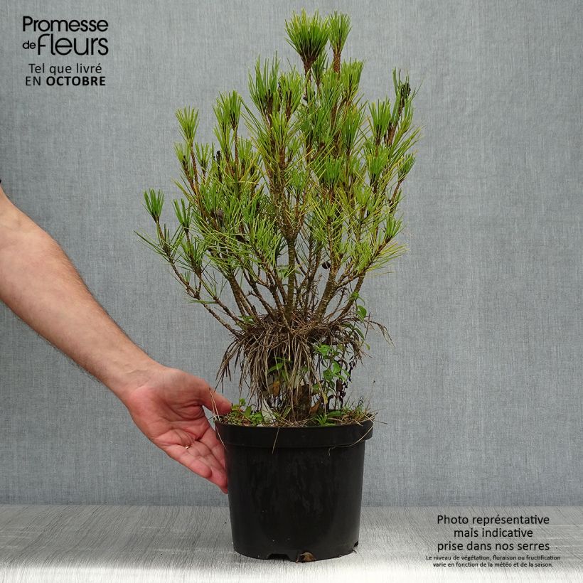 Pinus densiflora Alice Verkade - Japanese Red Pine 4L/5L pot sample as delivered in autumn